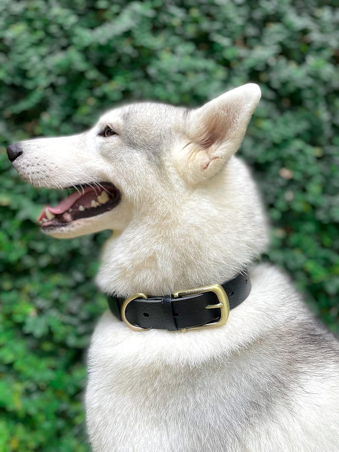 Classic Heavy Duty Dog Collar | 10X Stronger than Leather | 100% Waterproof & Odor Proof Dog Collar | Tough Rust-Proof All Metal Hardware