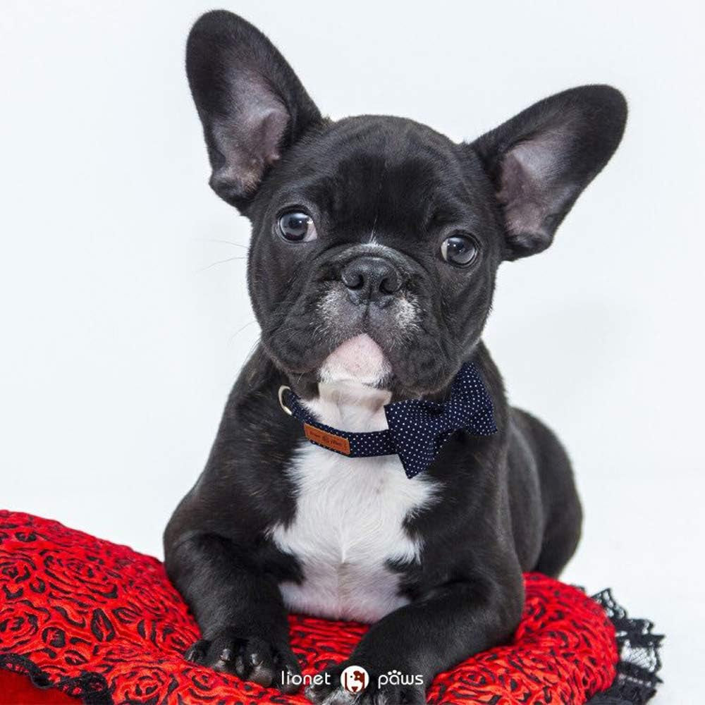 Boy Dog Collar with Bowtie, Comfortable Adjustable Cute Navy Blue Bow Tie Collar for Male Dogs Gift, Large, Neck 16-24 Inches