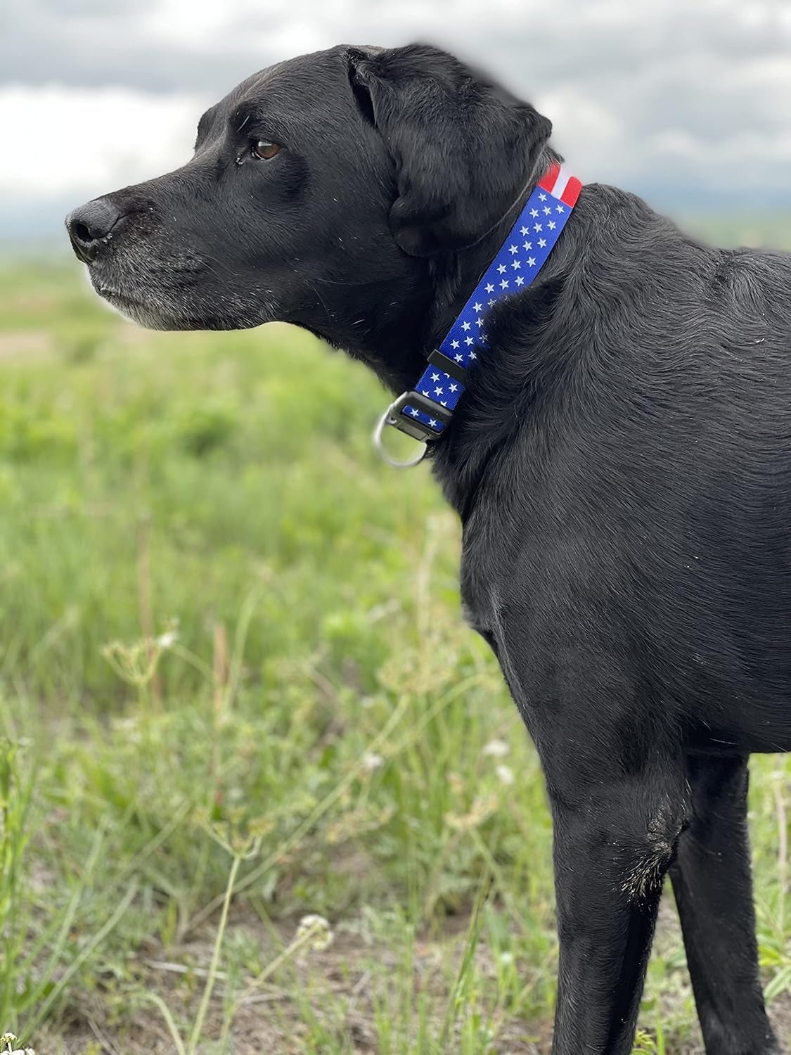 American Flag Dog Collar- Red White and Blue- Patriotic Collars for 4Th of July, USA- Adjustable Small, Medium, Large Breed Dogs (Medium, Flag I)